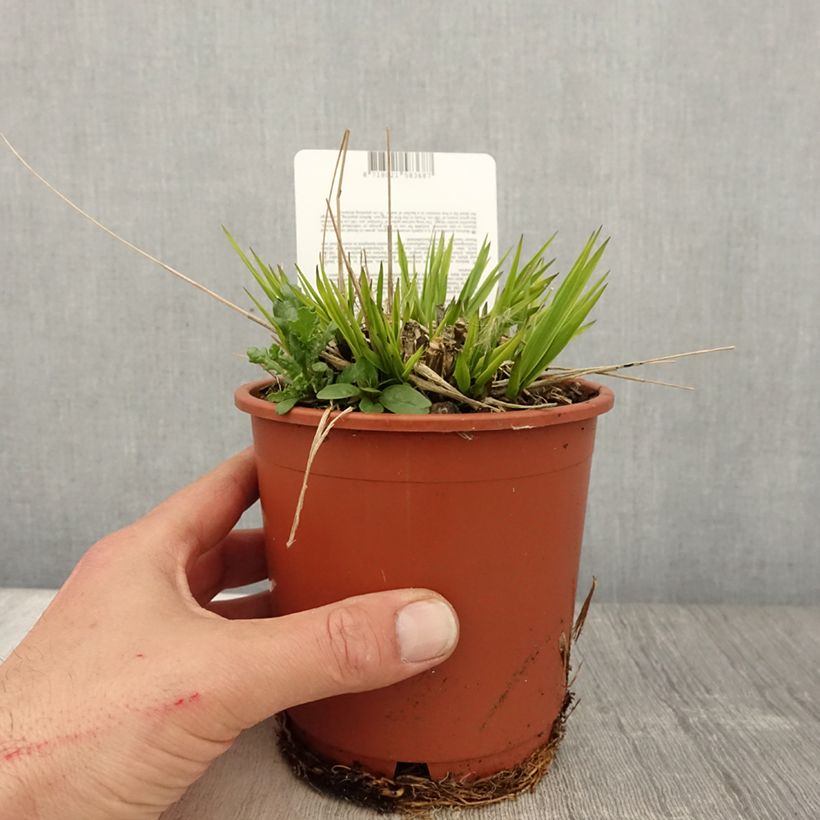 Amostra de Molinia caerulea subsp. arundinacea Fontäne Vaso de 1 L/1,5 L tal como entregue na primavera