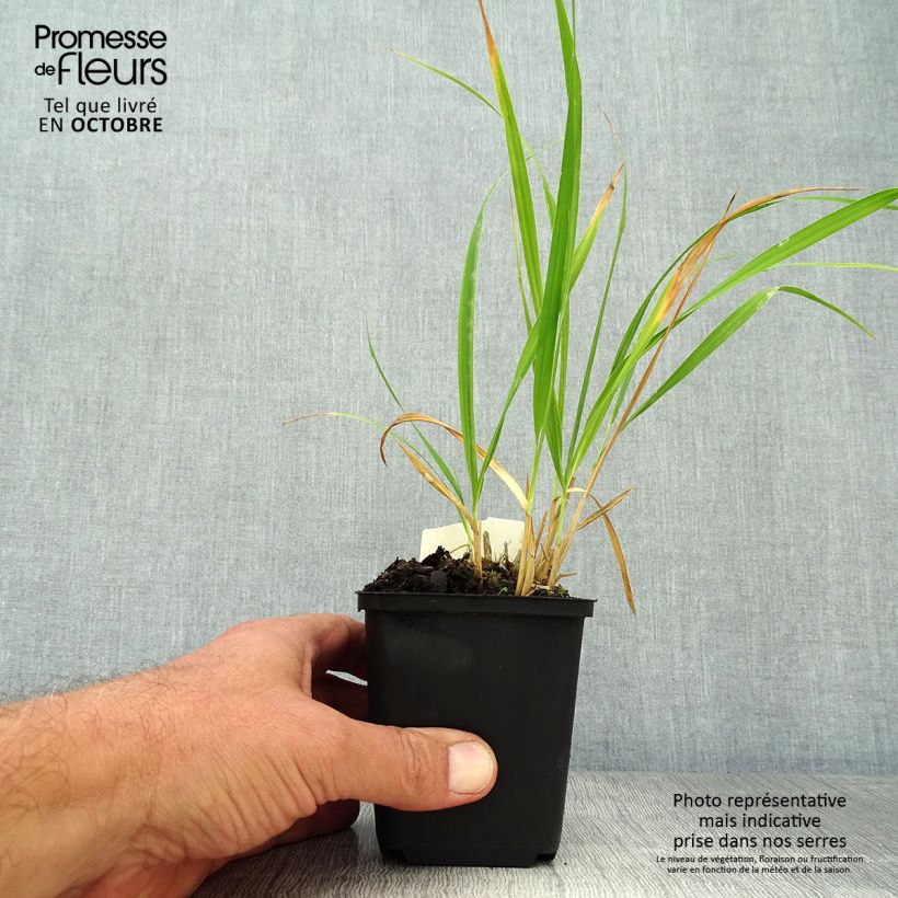 Amostra de Molinia caerulea subsp. arundinacea Skyracer Vaso de 8/9 cm tal como entregue no outono