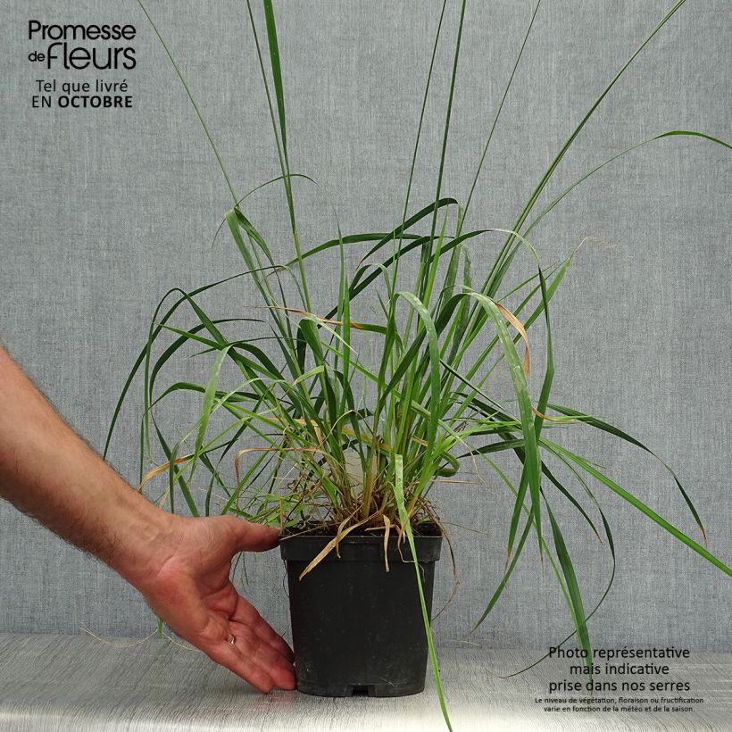 Amostra de Molinia caerulea subsp. arundinacea Skyracer Vaso de 2 L/3 L tal como entregue no outono