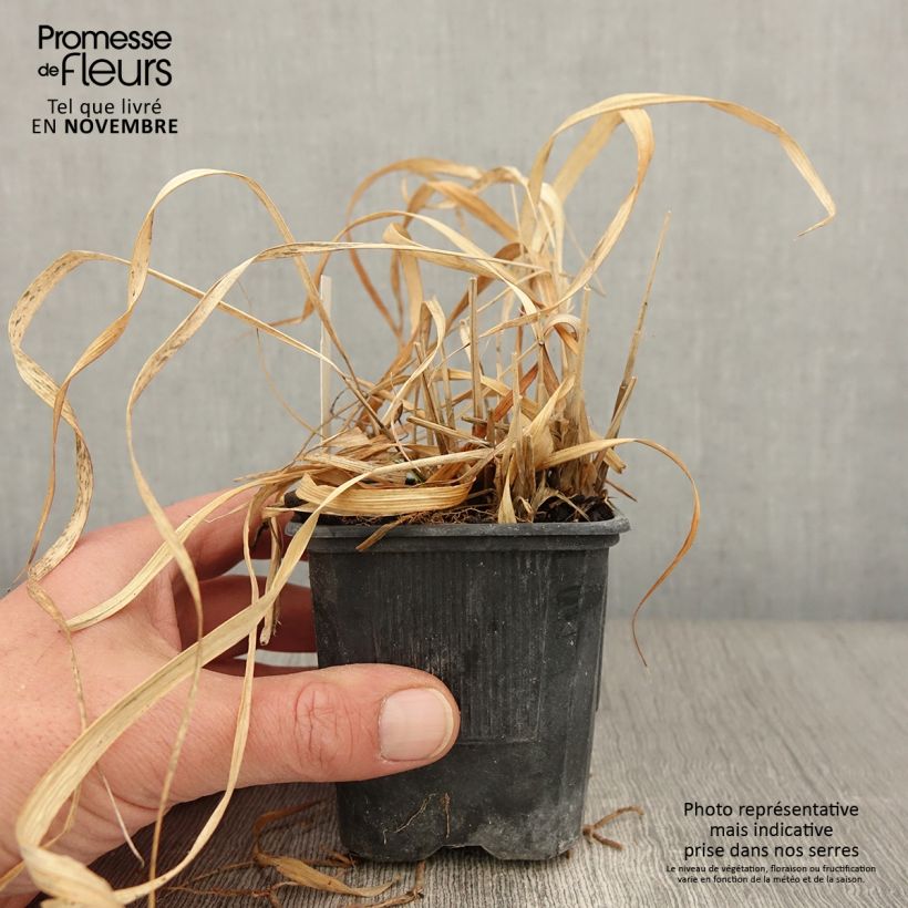 Amostra de Molinia caerulea subsp. arundinacea Transparent Vaso de 8/9 cm tal como entregue no outono