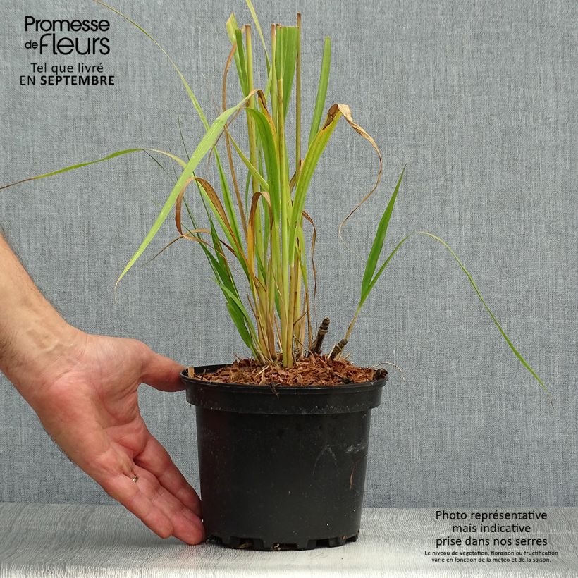 Amostra de Molinia caerulea subsp. arundinacea Transparent Vaso de 2 L/3 L tal como entregue no outono