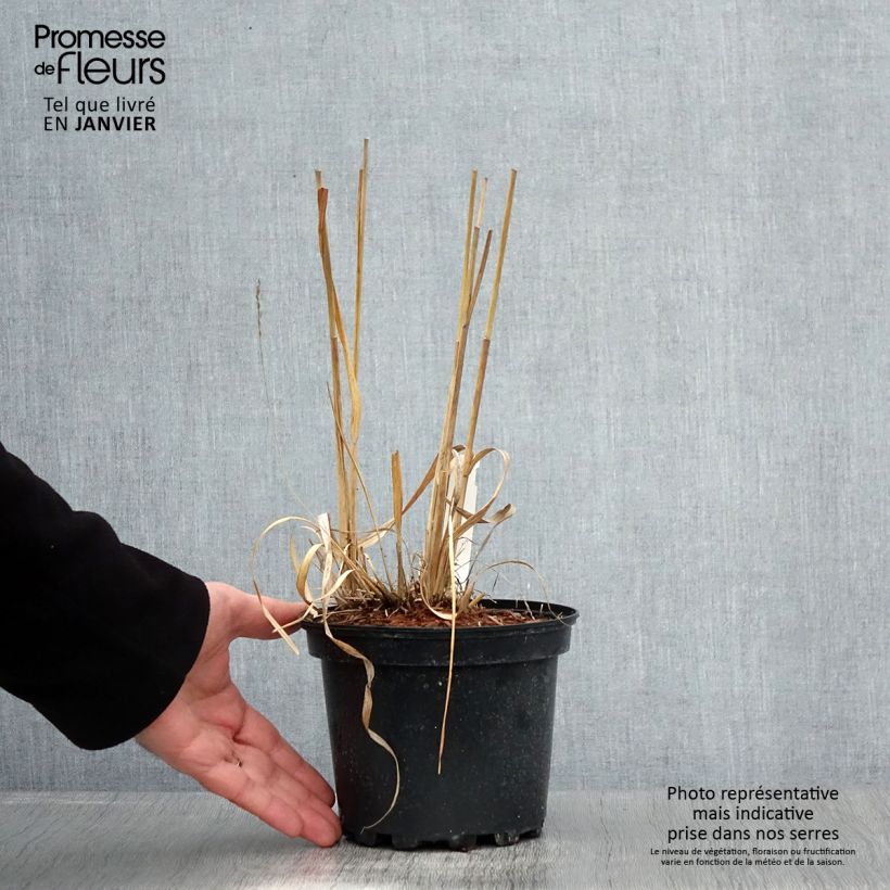 Amostra de Molinia caerulea subsp. arundinacea Transparent Vaso de 2 L/3 L tal como entregue no inverno