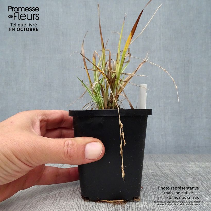 Amostra de Molinia caerulea subsp. caerulea Variegata Vaso de 8/9 cm tal como entregue no outono