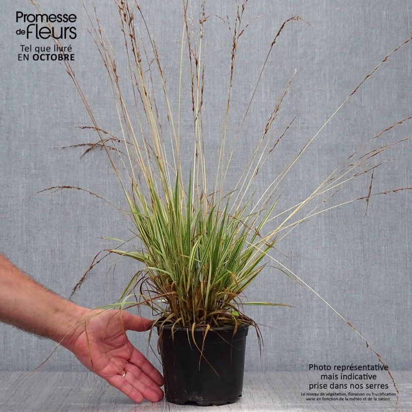 Amostra de Molinia caerulea subsp. caerulea Variegata Vaso de 2 L/3 L tal como entregue no outono