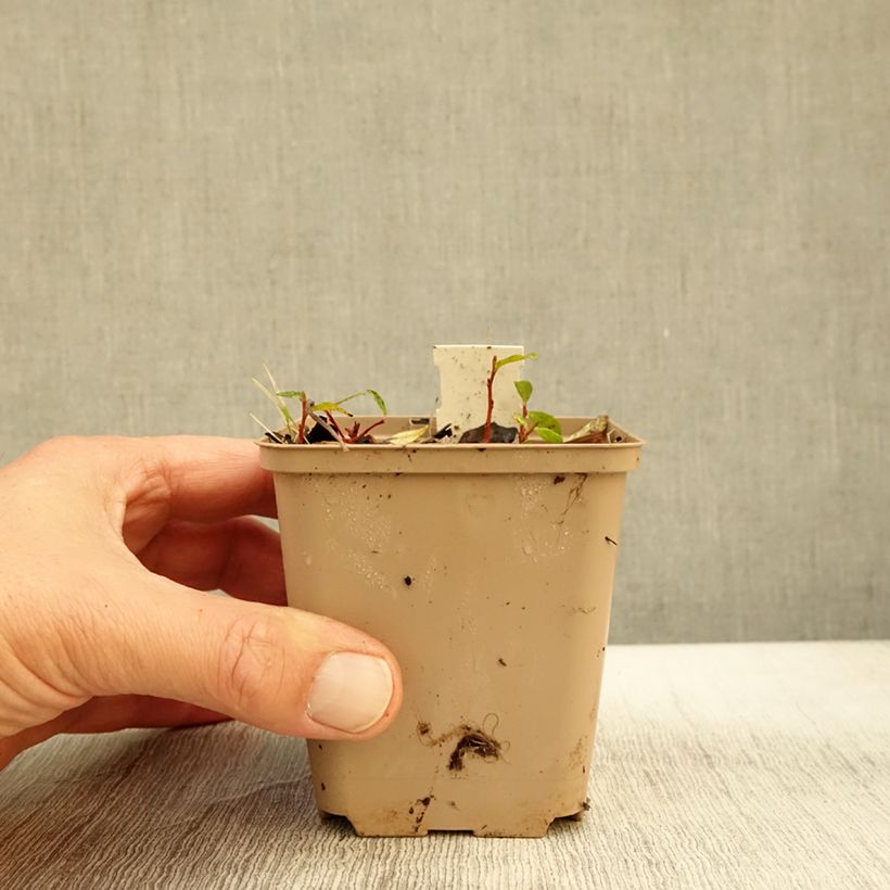 Amostra de Molopospermum peloponnesiacum Vaso de 8/9 cm tal como entregue no outono