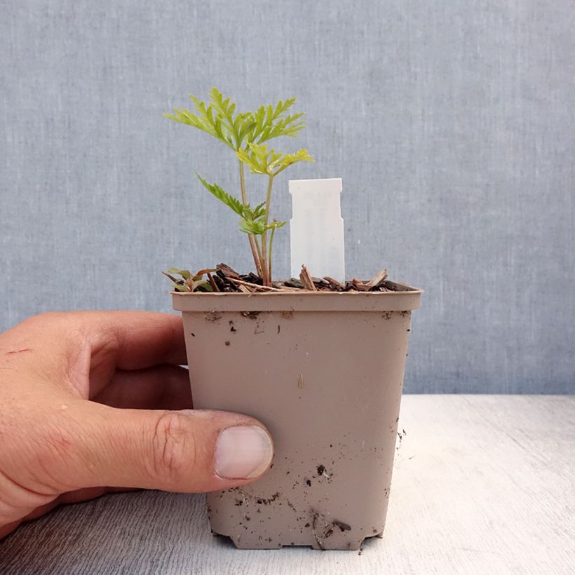 Amostra de Molopospermum peloponnesiacum Vaso de 8/9 cm tal como entregue no verão