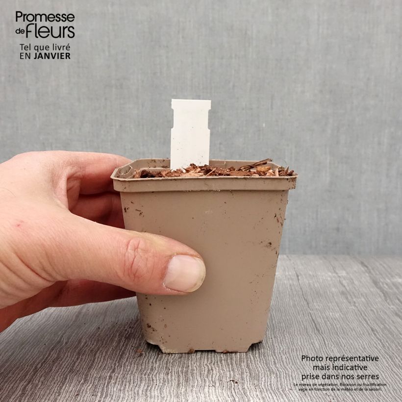 Amostra de Molopospermum peloponnesiacum Vaso de 8/9 cm tal como entregue no inverno