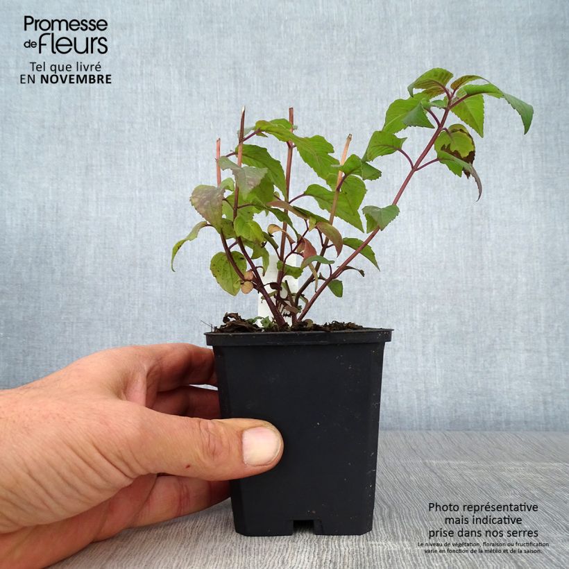 Amostra de Monarda Blaustrumpf Vaso de 8/9 cm tal como entregue no outono