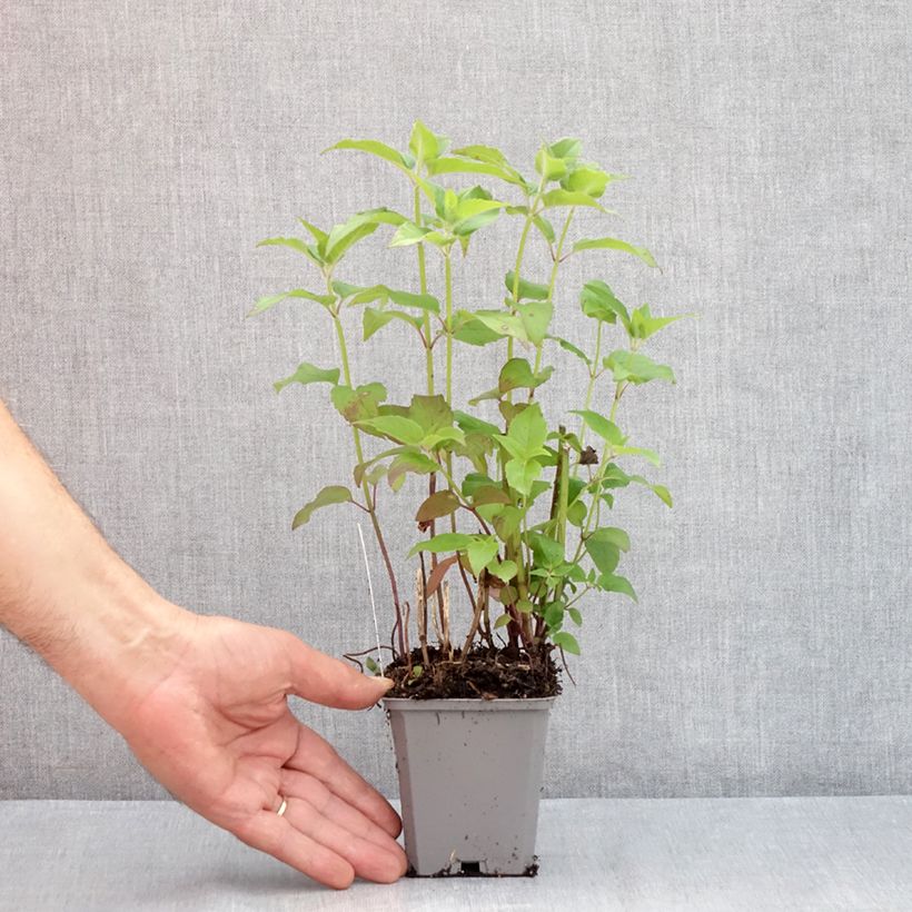 Amostra de Monarda Blaustrumpf Vaso de 8/9 cm tal como entregue no verão