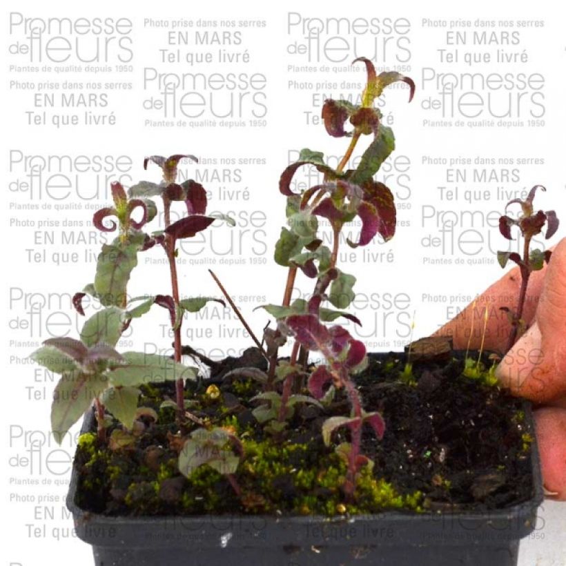 Exemplo de amostra de Monarde bradburiana - Bergamote sauvage Godet de 8/9 cm tal como entregue