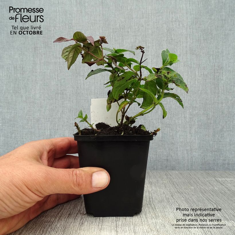Amostra de Monarda bradburiana Vaso de 8/9 cm tal como entregue no outono