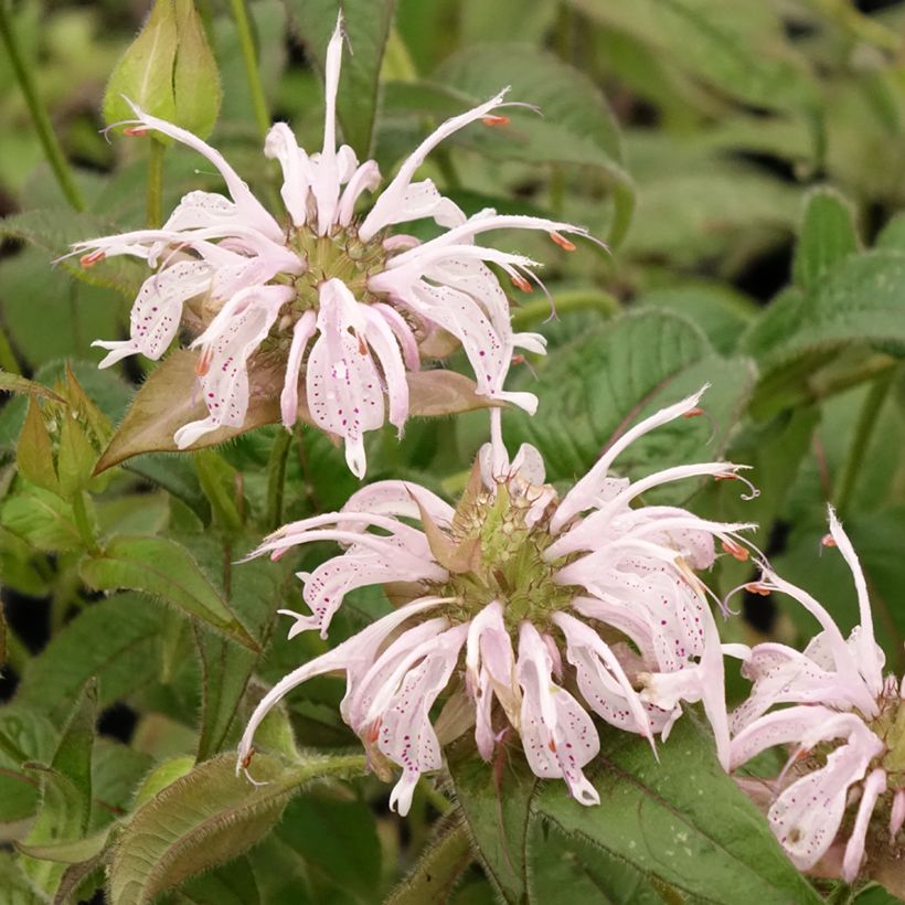 Monarda bradburiana (Floração)