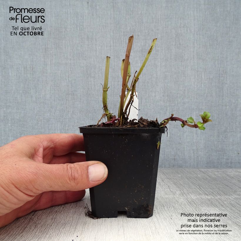 Amostra de Monarda Cambridge Scarlet Vaso de 8/9 cm tal como entregue no outono