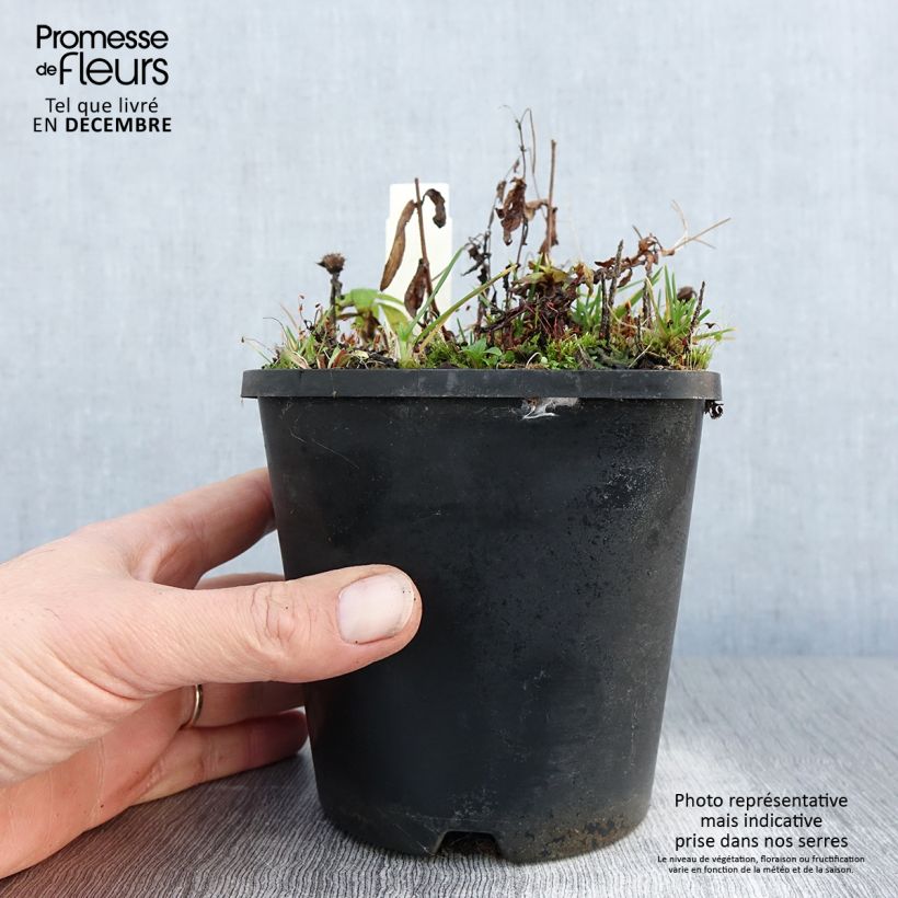 Amostra de Monarde Cranberry Lace - Bergamote rose pourpré Vaso de 1,5 L/2 L tal como entregue no inverno