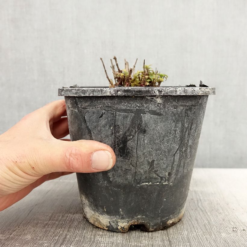 Amostra de Monarda didyma Cranberry Lace Vaso de 1,5 L/2 L tal como entregue na primavera