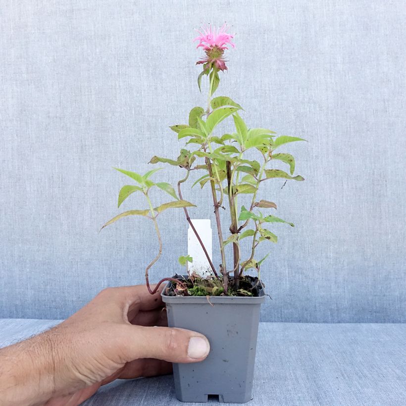Amostra de Monarda didyma Croftway Pink Vaso de 8/9 cm tal como entregue no verão