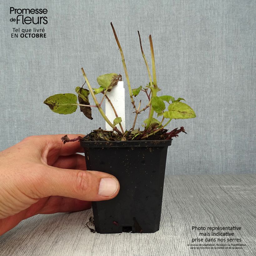 Amostra de Monarda didyma Croftway Pink Vaso de 8/9 cm tal como entregue no outono