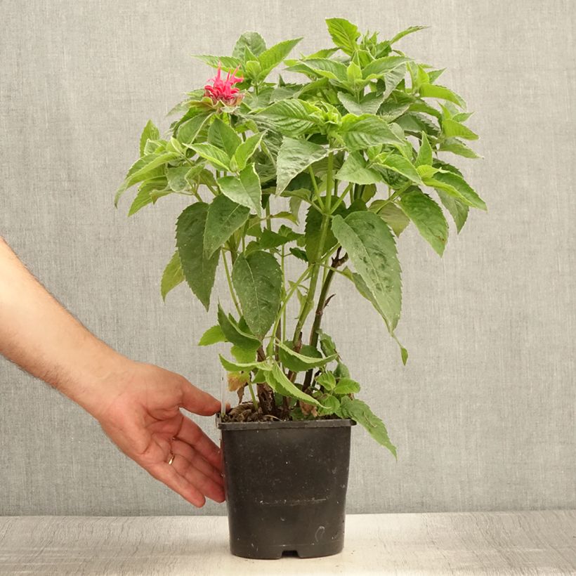 Amostra de Monarda didyma Pink Supreme Vaso de 1,5 L/2 L tal como entregue no verão