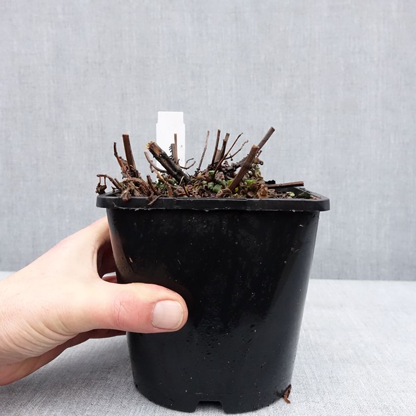 Amostra de Monarde didyma Pink Supreme - Bergamote rose-rouge Pot de 1,5L/2L tal como entregue no inverno