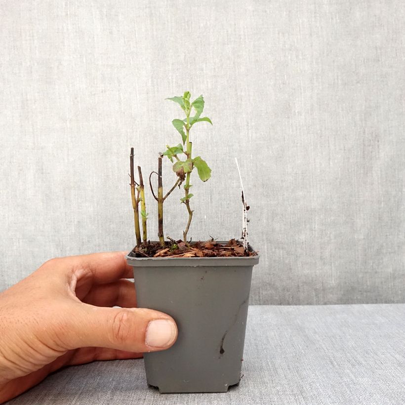Amostra de Monarda × fistulosa Feuerschopf Vaso de 8/9 cm tal como entregue no verão