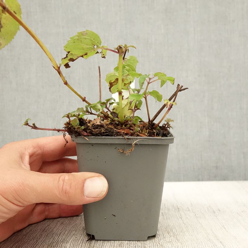 Amostra de Monarda × fistulosa Feuerschopf Vaso de 8/9 cm tal como entregue no outono
