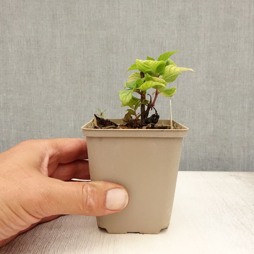 Amostra de Monarda Fireball Vaso de 8/9 cm tal como entregue no verão
