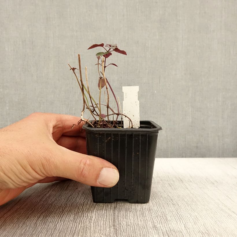 Amostra de Monarda fistulosa subsp. menthifolia Vaso de 8/9 cm tal como entregue no outono