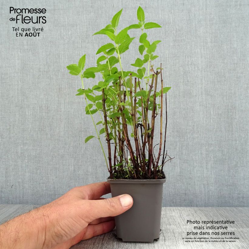 Amostra de Monarda fistulosa subsp. menthifolia Vaso de 8/9 cm tal como entregue no verão