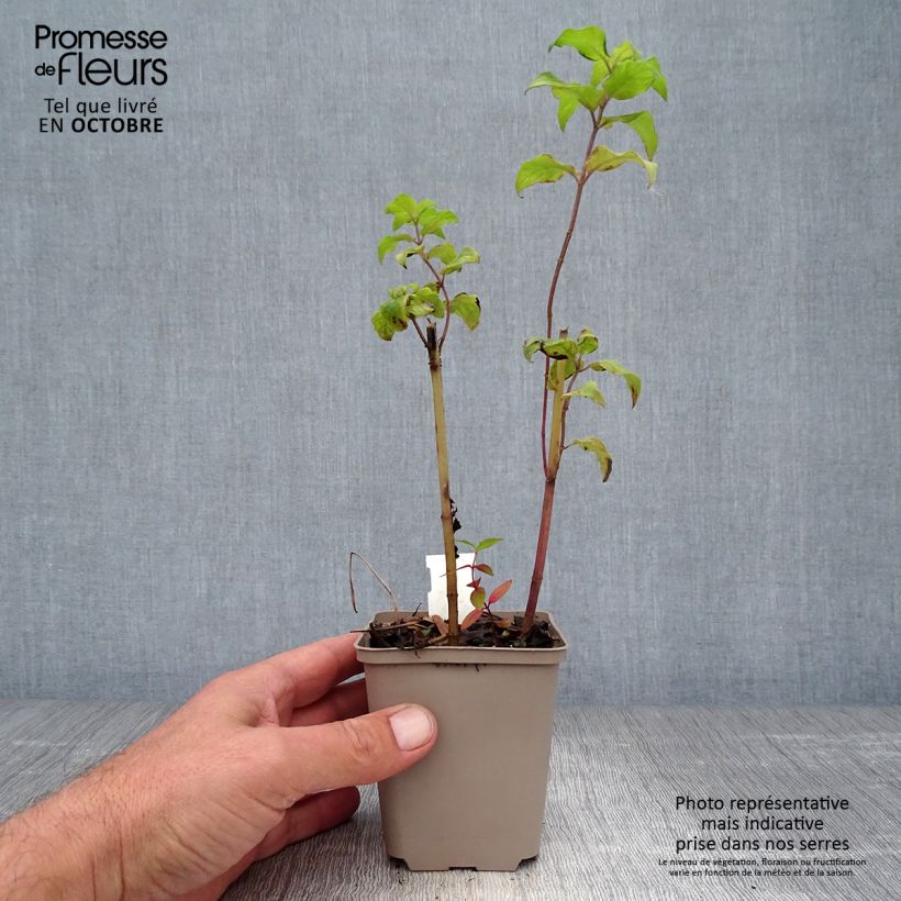 Amostra de Monarda Gewitterwolke Vaso de 8/9 cm tal como entregue no outono