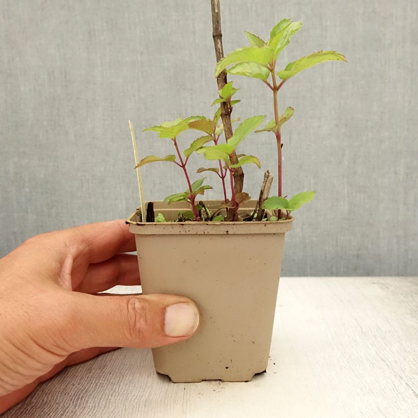 Amostra de Monarda Heidelerche Vaso de 8/9 cm tal como entregue no verão