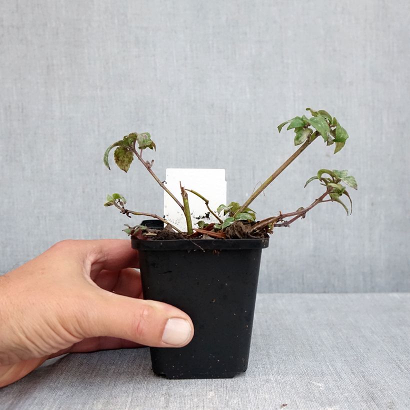 Amostra de Monarda Melissa Vaso de 8/9 cm tal como entregue no outono