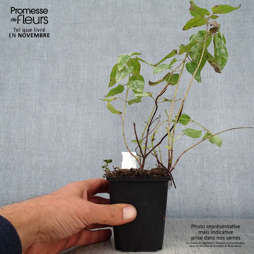 Amostra de Monarda Mohawk Vaso de 8/9 cm tal como entregue no outono