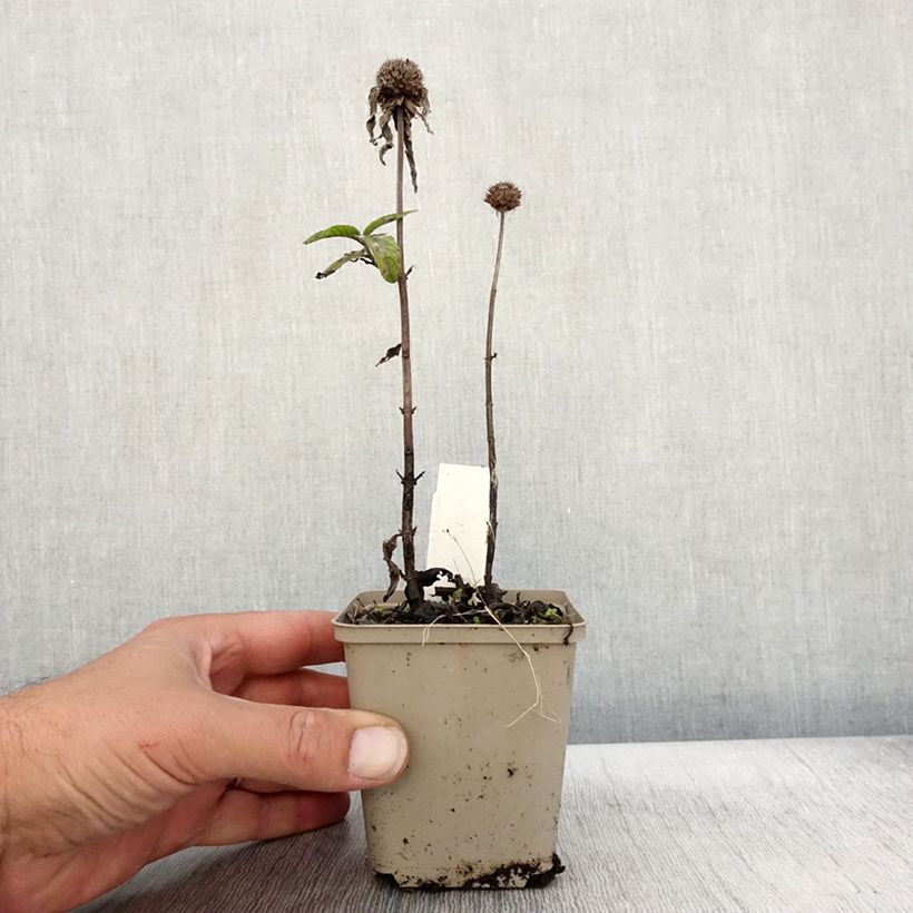 Amostra de Monarda didyma Pardon My Pink Vaso de 8/9 cm tal como entregue no outono