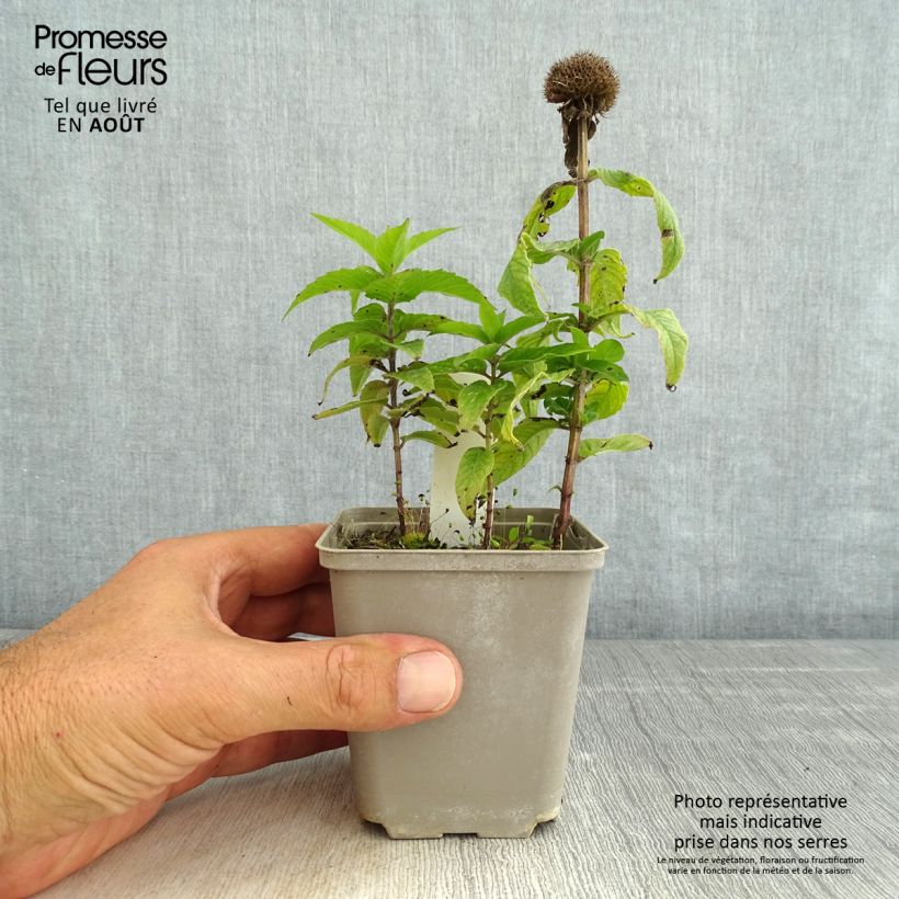 Amostra de Monarda didyma Pardon My Pink Vaso de 8/9 cm tal como entregue no verão