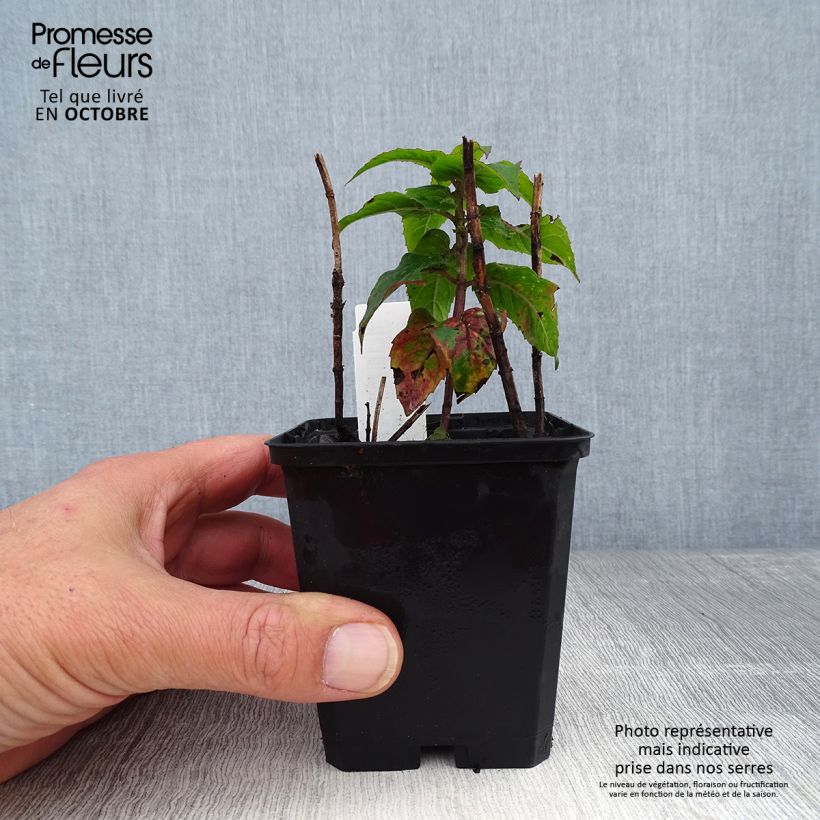 Amostra de Monarda Petite Delight Vaso de 8/9 cm tal como entregue no outono