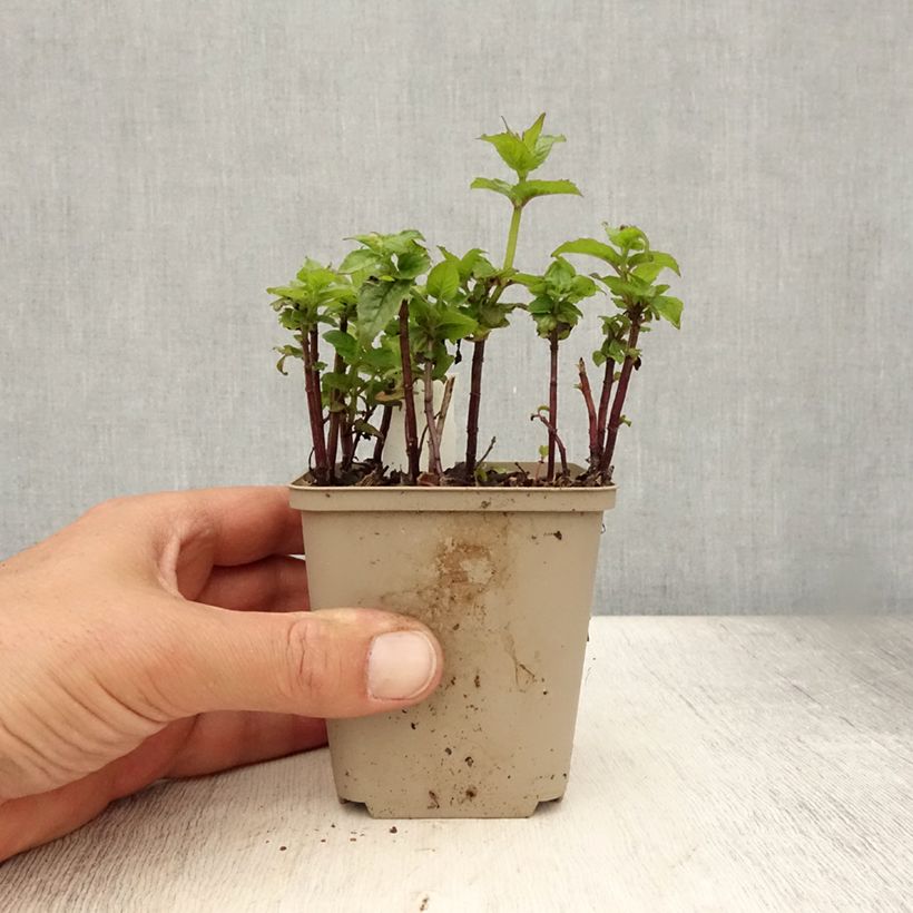 Amostra de Monarda Petite Delight Vaso de 8/9 cm tal como entregue no verão