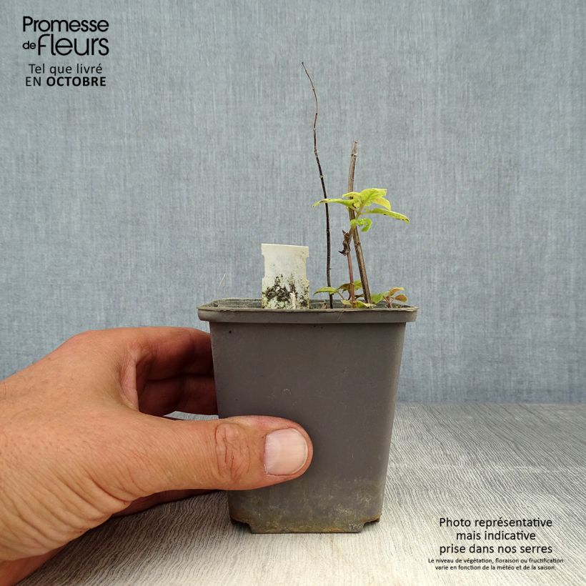 Amostra de Monarda Prärienacht Vaso de 8/9 cm tal como entregue no outono