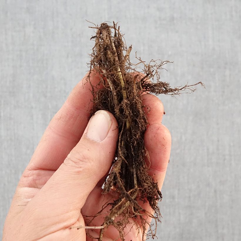 Amostra de Monarda × fistulosa Scorpion Raízes nuas tal como entregue no inverno