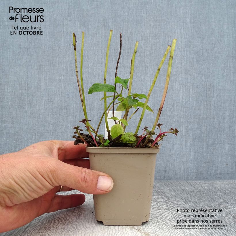 Amostra de Monarda Squaw - Bergamota Vaso de 8/9 cm tal como entregue no outono