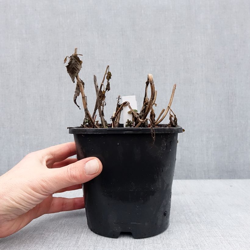 Amostra de Monarde Sugar Buzz Pink Frosting - Bergamote rose Pot de 1,5L/2L tal como entregue no inverno