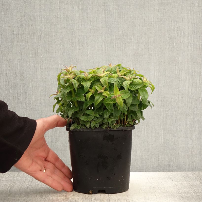 Amostra de Monarda didyma Sugar Buzz Pink Frosting Vaso de 1,5 L/2 L tal como entregue na primavera