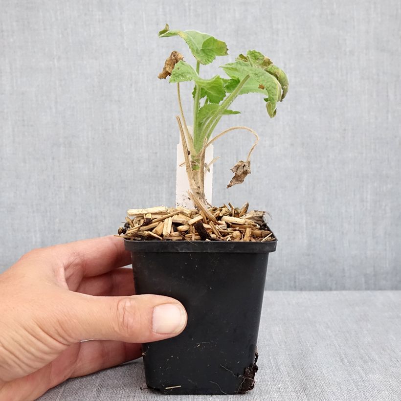 Amostra de Moeda-do-papa Alba em sementes Vaso de 8/9 cm tal como entregue no verão