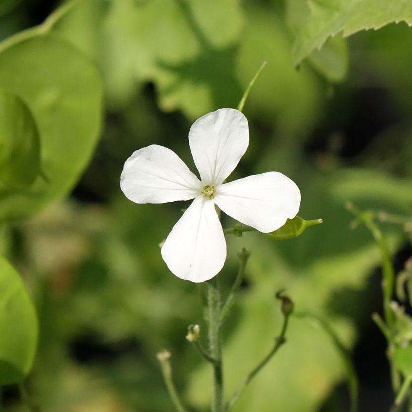 Moeda-do-papa Alba em sementes (Floração)
