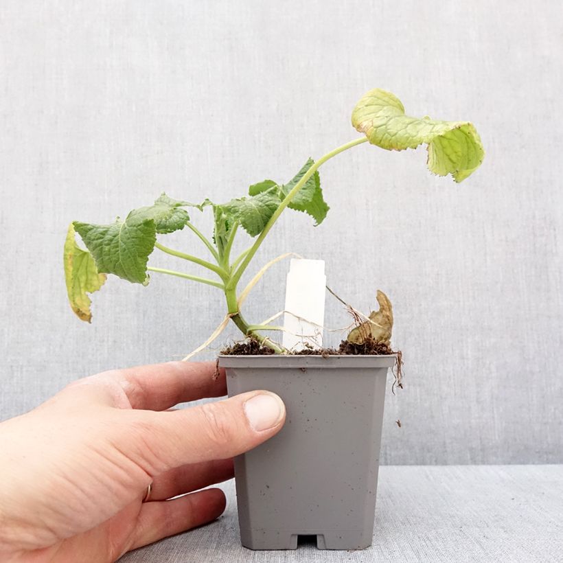 Amostra de Moeda-do-papa Alba em sementes Vaso de 8/9 cm tal como entregue no inverno