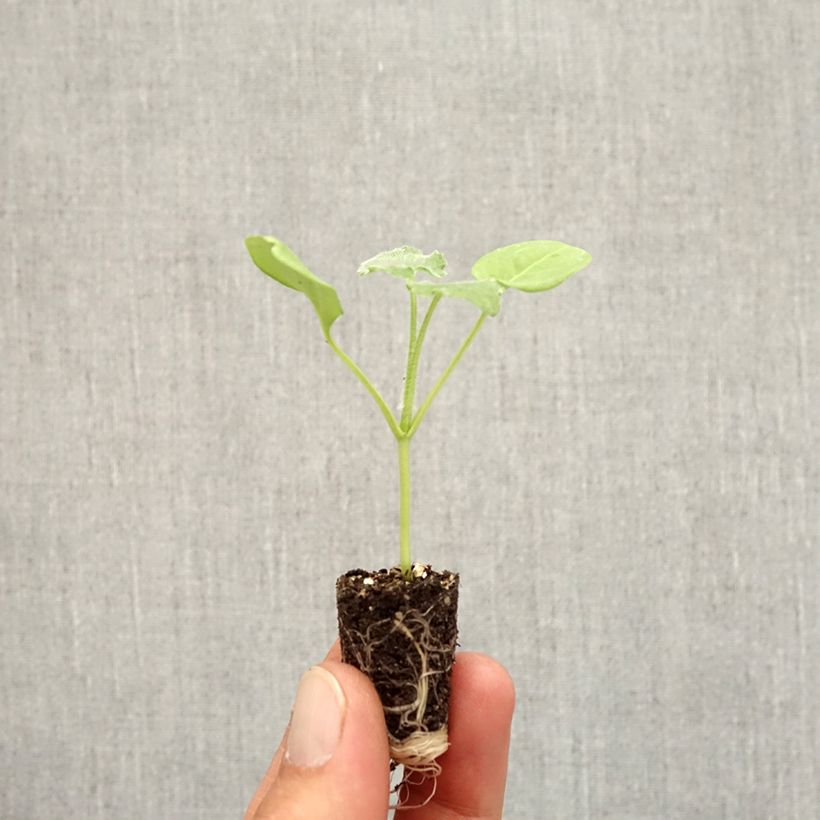 Amostra de Moeda-do-papa Alba em sementes Mini-torrão Ø 1,5/2,5 cm tal como entregue no outono