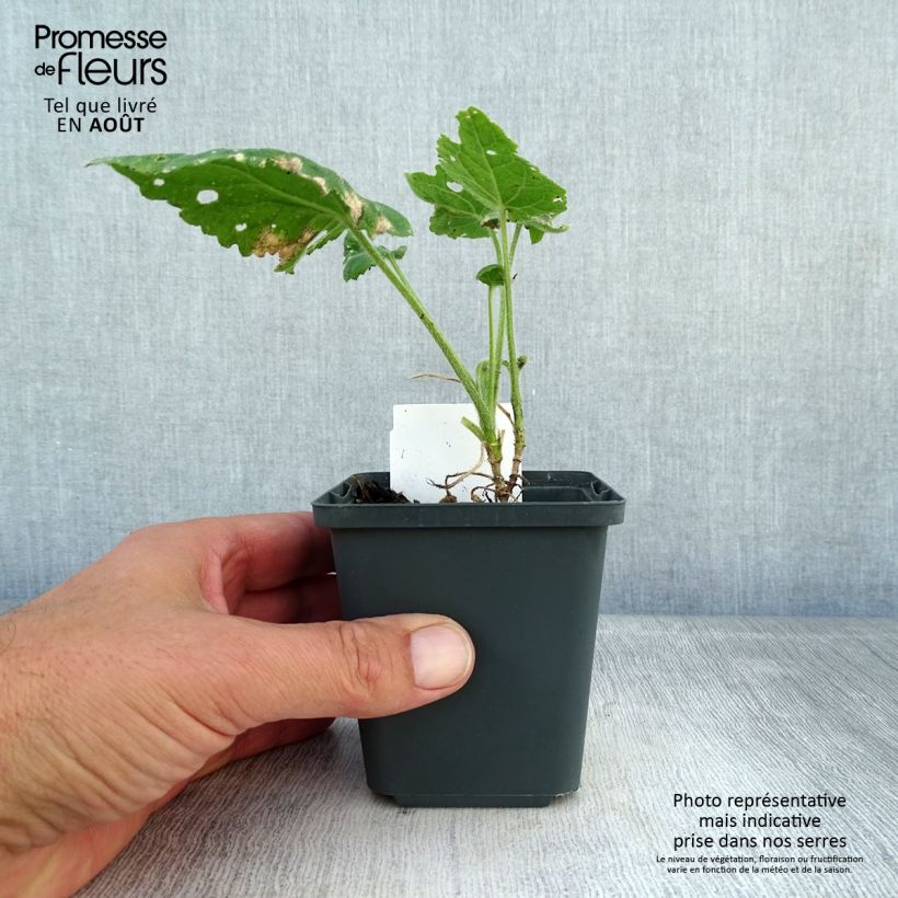 Amostra de Moeda-do-papa Vaso de 8/9 cm tal como entregue no verão