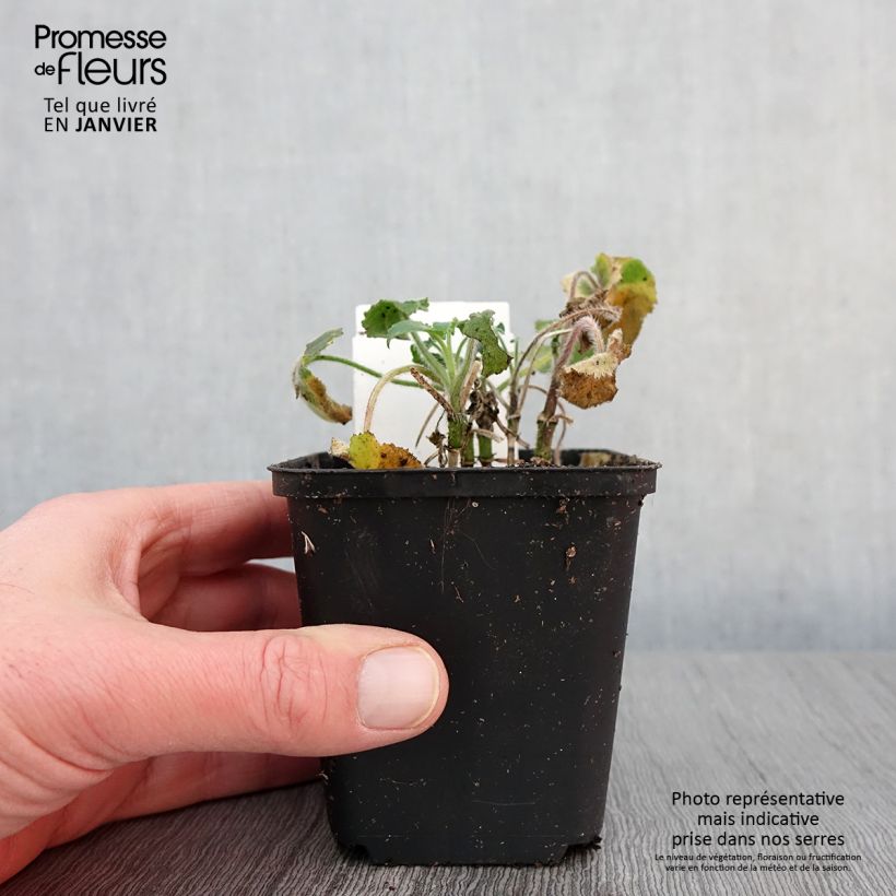 Amostra de Moeda-do-papa Vaso de 8/9 cm tal como entregue no inverno