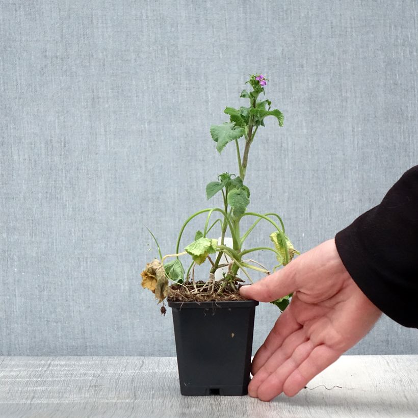 Amostra de Moeda-do-papa Vaso de 8/9 cm tal como entregue na primavera