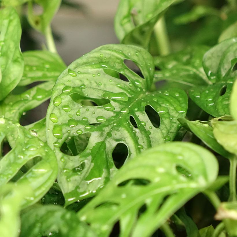 Monstera adansonii (Folhagem)