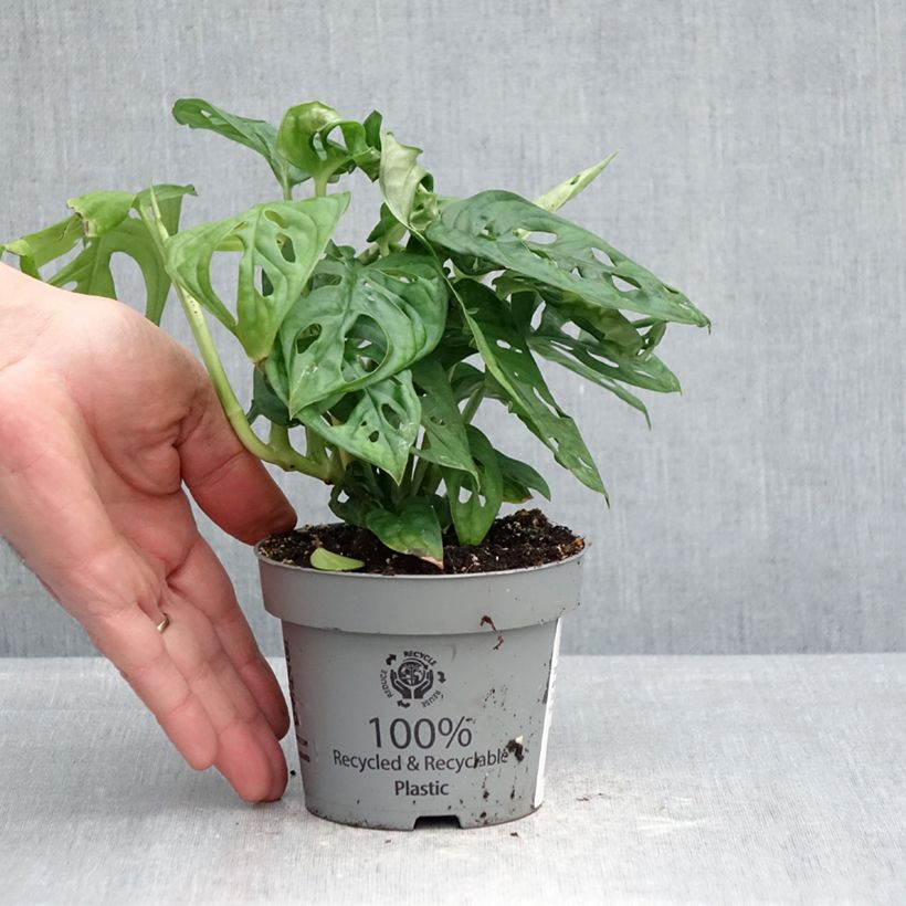 Amostra de Monstera adansonii Vaso de 12 cm/13 cm tal como entregue na primavera